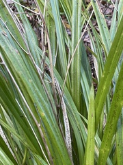 Cordyline pumilio