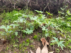 Delphinium cardinale