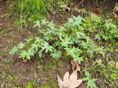 Delphinium cardinale
