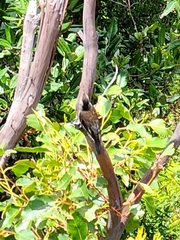 Climacteris erythrops