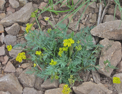 Cymopterus lemmonii