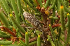 Pachyura australis