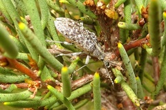 Pachyura australis