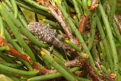 Pachyura australis
