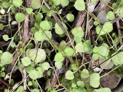Stellaria parviflora