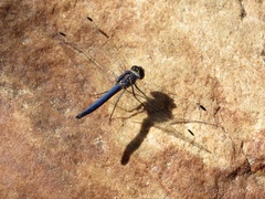 Trithemis furva