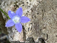 Wahlenbergia violacea