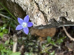 Wahlenbergia violacea