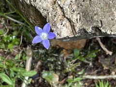 Wahlenbergia violacea