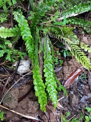 Blechnum membranaceum