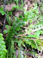 Blechnum membranaceum