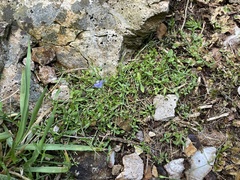 Wahlenbergia violacea