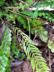 Blechnum membranaceum