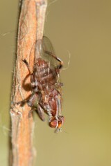 Tapeigaster nigricornis
