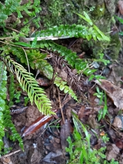 Blechnum membranaceum