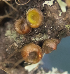 Arceuthobium tsugense