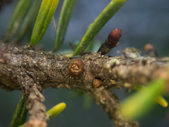 Arceuthobium tsugense