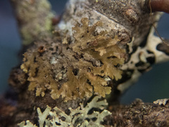 Tuckermanopsis chlorophylla