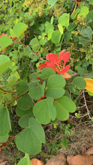 Bauhinia galpinii