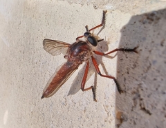 Colepia rufiventris