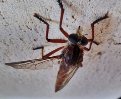 Colepia rufiventris