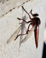 Colepia rufiventris
