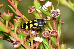 Castiarina octospilota