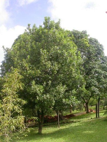 Macadamia integrifolia image