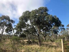 Eucalyptus yarraensis