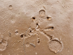 Anaxyrus boreas halophilus