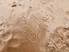 Anaxyrus boreas halophilus