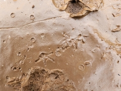 Anaxyrus boreas halophilus