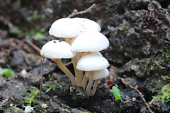 Favolaschia manipularis