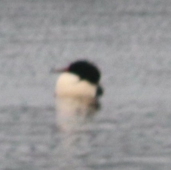 Mergus merganser americanus