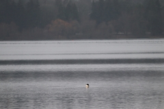 Mergus merganser americanus