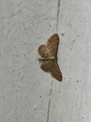 Idaea demissaria