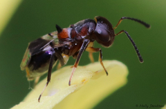 Encyrtus