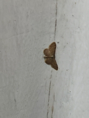 Idaea demissaria