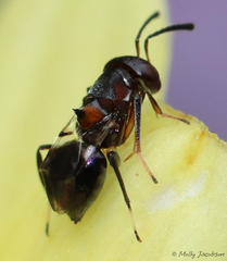 Encyrtus