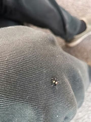 Thorelliola ensifera