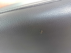 Thorelliola ensifera