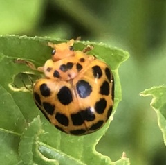 Henosepilachna vigintioctopunctata