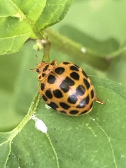 Henosepilachna vigintioctopunctata