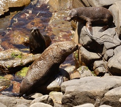 Arctocephalus pusillus