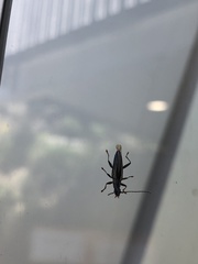 Navomorpha sulcata