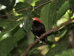 Ceratopipra mentalis