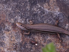 Pseudemoia pagenstecheri