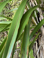 Phormium cookianum hookeri
