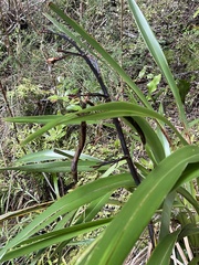 Phormium cookianum hookeri
