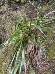 Phormium cookianum hookeri
